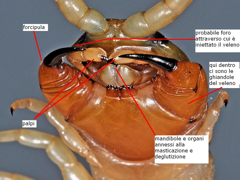 Scolopendra?